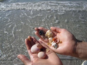 このような貝殻がたくさん採れる。